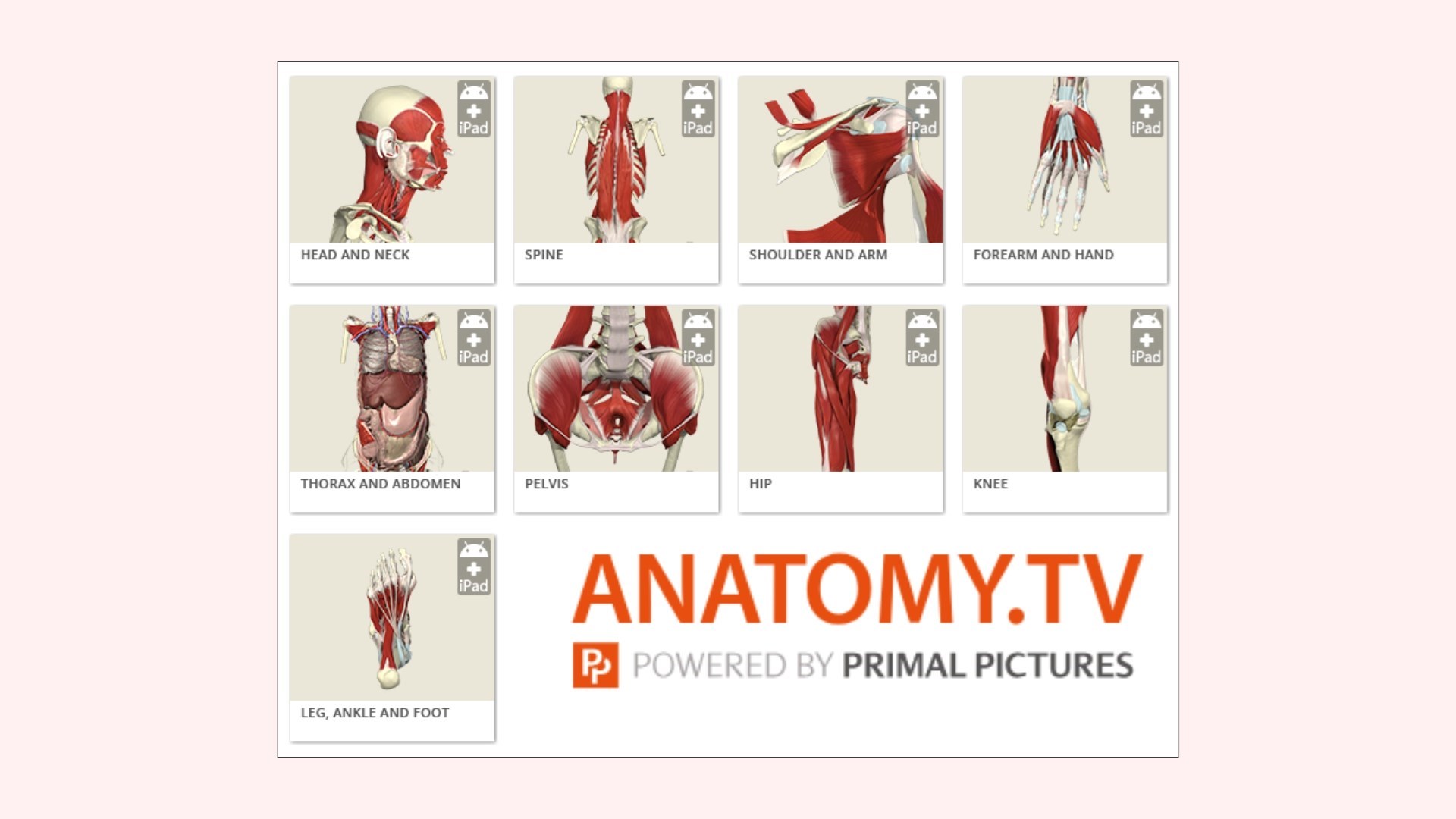 Anatomy.tv